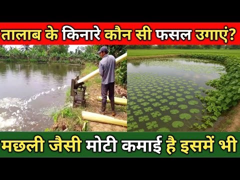 Talab Ke Kinare Ye Fasal Lagao 💰 | Machli Palan + Double Income Farming