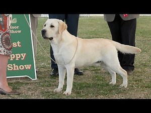 Windsor Dog Show 2015 - Best Puppy in Show