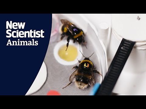 Bumblebees show each other how to solve complex puzzles