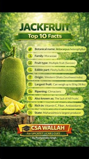 #Basic point of jackfruit#shortvideos #agriculture #viralshort