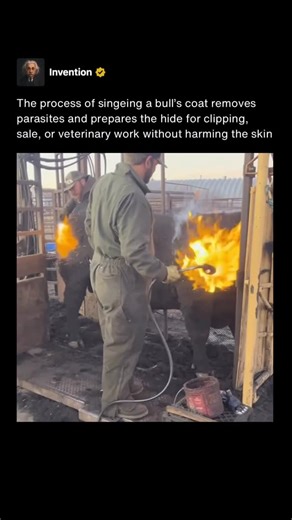 Invention on Instagram: "The process shown in the video involves briefly singeing a bull’s coat with a flame and then clipping it smooth. In this specific case, the animal is being prepared for sale, where appearance, cleanliness, and a uniform coat can directly affect value. The quick pass of the flame removes excess hair, dirt, and surface contaminants before finishing with clippers. This same technique is also used for other practical reasons in cattle management. Singeing can help eliminate