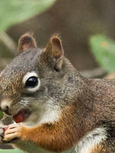 Wildlife photography || #birdphotography #wildlifephotography #photography #squirrel #canonr7 || Red squirrel