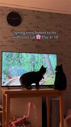 Day 4/10 🌸 Spring enrichment activities for you to try with your cats! Spring wildlife cat TV 🐱📺 Watching birds, squirrels, and other wildlife can provide great mental stimulation for indoor cats. Tilly has become obsessed!! 🥰 The movement and sounds trigger their natural hunting instincts, helping keep them entertained and engaged indoors How to set it up: • Find a TV, Tablet, Laptop or Phone • Search cat tv on YouTube or TikTok • Let your cat watch and enjoy! Does your cat enjoy cat TV lik