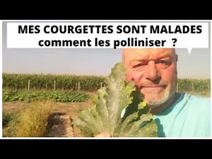 How to treat your sick zucchini; it's powdery mildew!