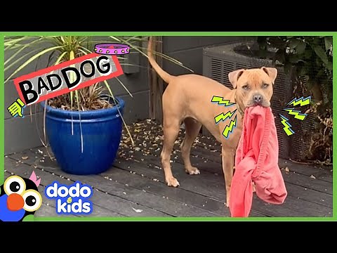 Watch Out Or This Dog Will Steal Your Shorts! | Dodo Kids | Bad Boys and Girls