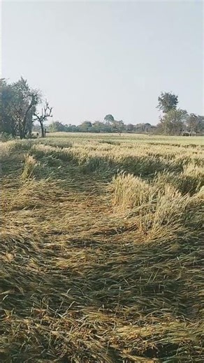 खेती बाड़ी री बता#शॉर्ट्स