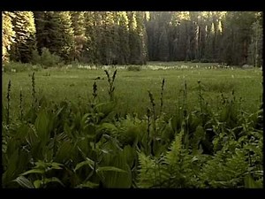 Sequoia National Park