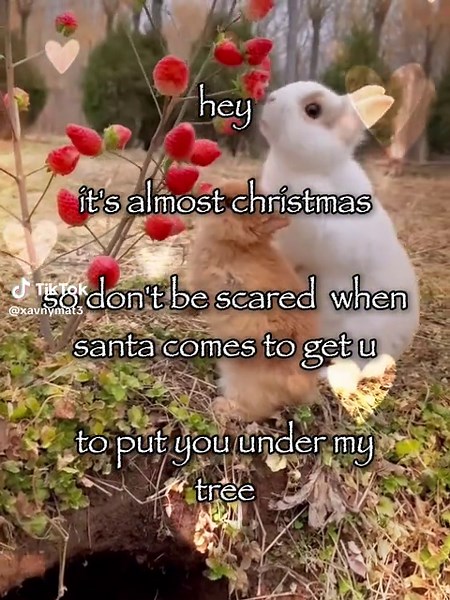 Understanding Bunny Behavior for Pet Owners