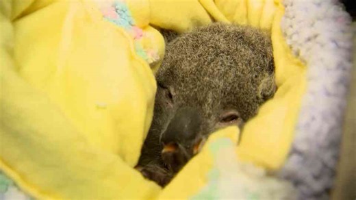 Why eucalyptus is toxic until pap changes everything