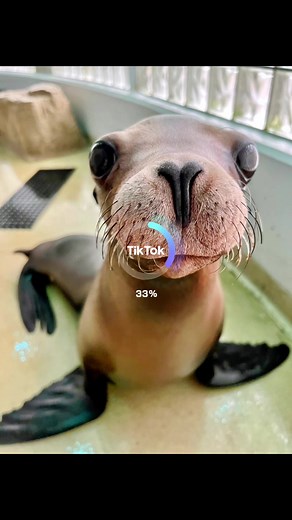 Literally becomes a sea doggo…. 🧐