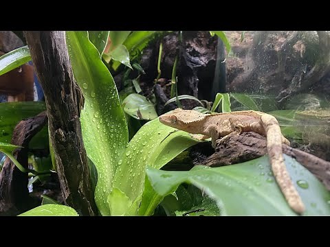 Drylock & Expanding Foam DIY Terrarium Background For 55 Gallon Vertical Gecko Tanks | DIY Reptiles