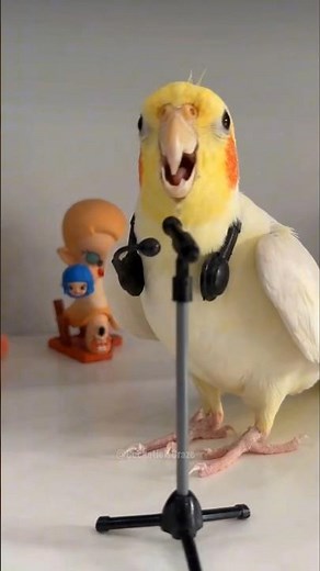 Cutest performance ever! 😍🎶🦜 #cockatielscraze