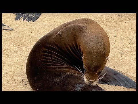 Monterey Sea Lions: Migration & Molting Live! #SeaLionsUSA #BeachVibesUSA #wildlifeusa #monterey