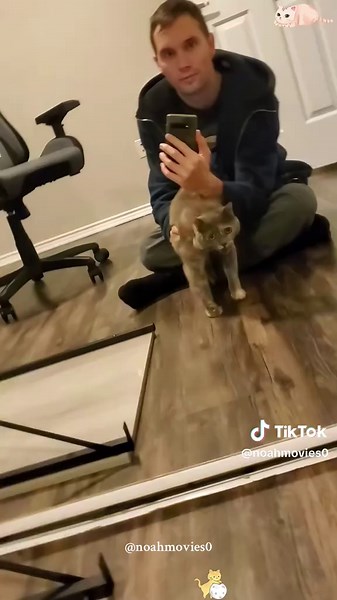 Funny Cat Encounters with Mirror: A Hilarious Reaction