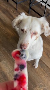 Watch Dog approved on Amazon Live