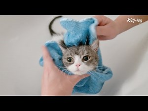 A cat that started to like taking a bath, a cat that loves her human family more and more -petlog 41