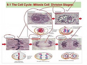 chapter 9 of bio 110