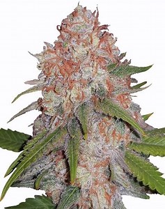 Buy Runtz Feminized Seeds | MSNL Seeds USA