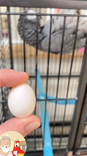 Funny pet Videos | I was Attacked ! #parrot #funny #trending @a‪@animalplanet‬