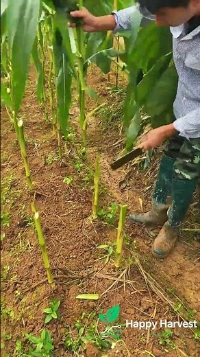🌽✋ **Manual Corn Stalk Clearing: Efficiently Severing Stalks to Clear the Field**