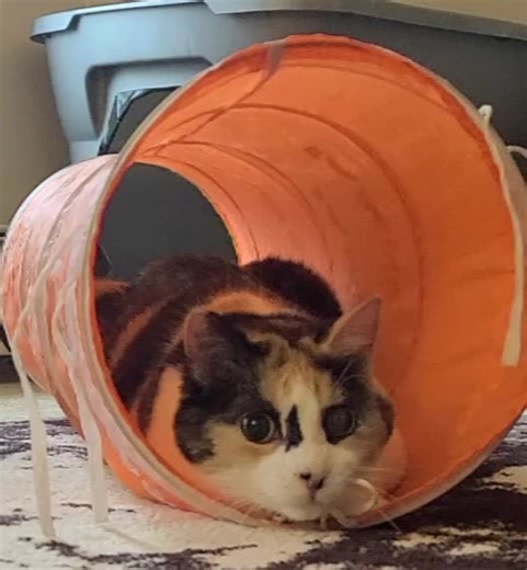 PrincessPaisley on TikTok