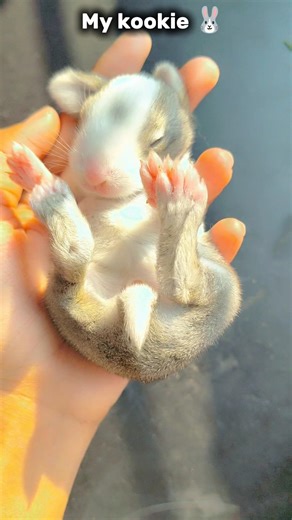 My cute baby rabbit 🐰#the_korian_world #bts