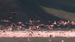 Flock of lesser flamingo flying over Lake Bogoria Kenya