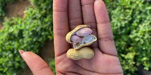 Georgia peanut farmers push for sustainability as they endure tough growing season