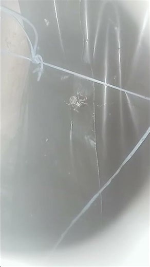 How Spiders Live | Spider Lifestyle & Habitat Explained |