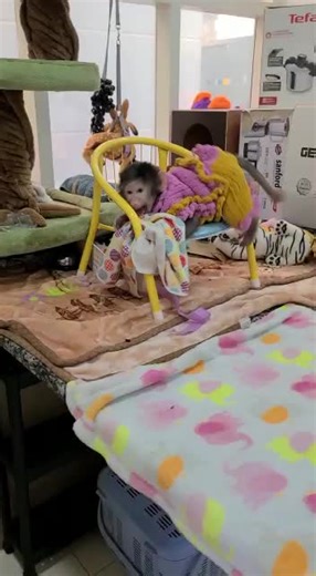 ‏#niki#monkey#myfamily