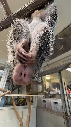 Rico showing off his prehensile tail! These porcupines prehensile tail acts like an extra hand! Their strong, flexible tail helps them grip branches, balance while climbing, and even hang upside down as they explore the canopy. Prehensile-tailed porcupines are native to Central and South America, where they spend most of their time in trees. Their tails, along with their curved claws, let them move with surprising agility! | Cincinnati Zoo & Botanical Garden