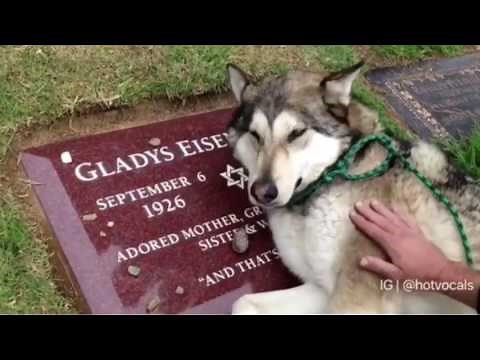 These Dogs are crying because their Bestfriend Died 😭💔