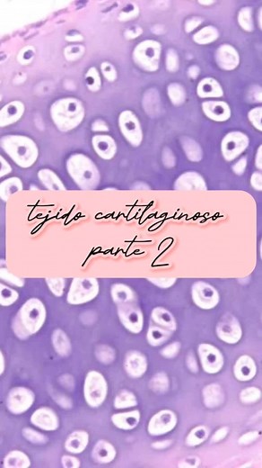 🏥👨‍⚕️🔬 hoy hablamos de las células del tejido cartilaginoso y sus características al microscopio optico 🔬👨‍⚕️🏥 y cuáles son? ✅ condroblastos: células inmaduras sintetizadores de la matriz cartilaginosa ✅ condrocitos: celula madura encargada de mantener la matriz ✅ los condrocitos se agrupan en grupos isogenos como pueden estar aislados espero te sirva la info nos vemos en el próximo video #tejidocartilaginoso #tejidoconectivo #estudiantedemedicina💉💊 #estudiantedemedicina💉 #medicina #med