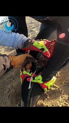 More fishing line! When will it end! Luckily we could release this seal on time, yes, the line left a nasty wound, but we're positive the animal will make a full recovery. Follow the link in our bio to learn more about what we do. #seal #sealrescue #ocn #plasticpollution #oceanpollution Frequently asked question: Why don't we add antibiotics to the wound Spraying the seals with an antibiotic spray will not be useful as the first thing the seal does when we release him is run into the ocean - was