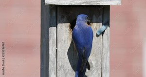 Close up of a male Eastern Bluebird (Sialia sialis) feeds young bluebirds in the nest in a backyard bird house. You can clearly see the large insect he's got in his beak.