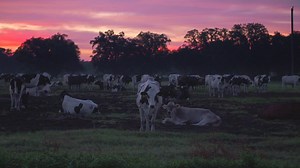 6.3K views · 51 reactions | Meet the future of Florida dairy farming, Julia Heijkoop, and how she and her family at Milk-A-Way Dairy are committed to providing for the next generation. https://bit.ly/FDFHeijkoop #FloridaMilk #UndeniablyDairy | Florida Milk | Facebook