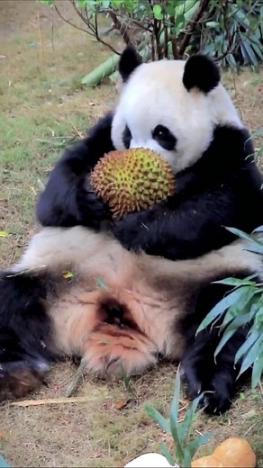 Bear, I love eating durian, too. Let me smell it well#Panda #pet #tiktok #cutepqnda #funnypanda #pandasoftiktok #fyp #foryou #fypシ #cute @tiktok @tiktok_español