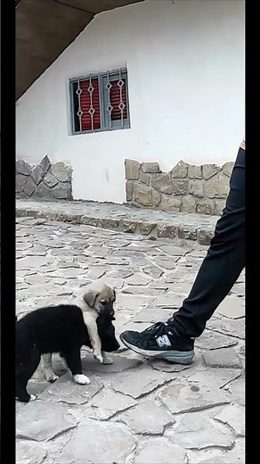 Cute Puppies Playing Together#CuteDogs