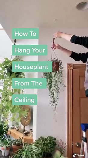 Easy Plant Decor: Hang Your Houseplants From the Ceiling in 5 Simple Steps