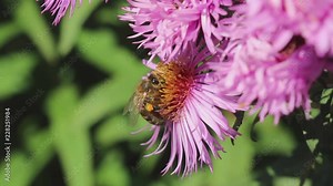 Pollen baskets on the legs of a bee. Bee on a pink flower collects nectar and flies away with pollen baskets