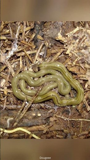 Hammerhead Worm | Masters of Regeneration