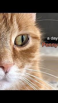 A Day in the Life of Penny the Ginger Cat - Day 4