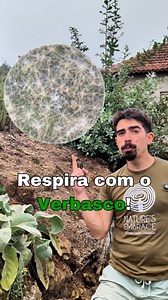5.2K views · 2.1K reactions | O Verbasco (Verbascum thapsus) é uma planta misteriosa usada há pelo menos 2000 anos. Para fazer o chá para beber, usa cerca de meia folha pequena. E não te esqueças de coar muito bem!  | Nature's Embrace | Facebook