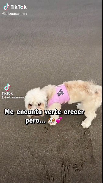 Adorable Baby Dogs Compilation