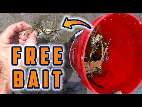 How to Catch FIDDLER CRABS for Bait (FREE BAIT!)