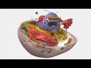 Las células humanas