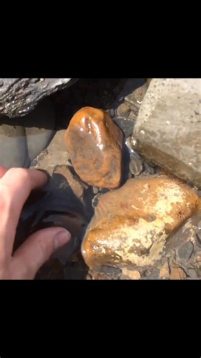 #geology #jurassic #fossils | Josh fossils