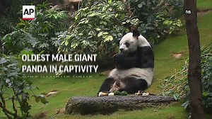 Oldest male giant panda in captivity dies in Hong Kong