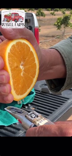 Using a refractometer to measure the brix in an orange #highbrix #refractometer #sustainablefarming #organic #sugar #acidity #sweettaste #russellfarms