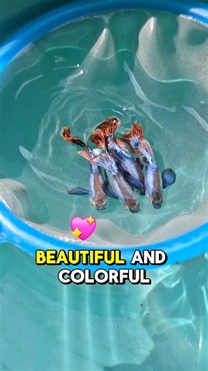 270K views · 4.7K reactions | We Add Another New Guppy Strains Here #guppy #guppyfish #fishkeeper | Jovanie Tampus Delos Santos | Facebook